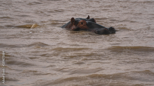 hippopotamus in a river in South Africa