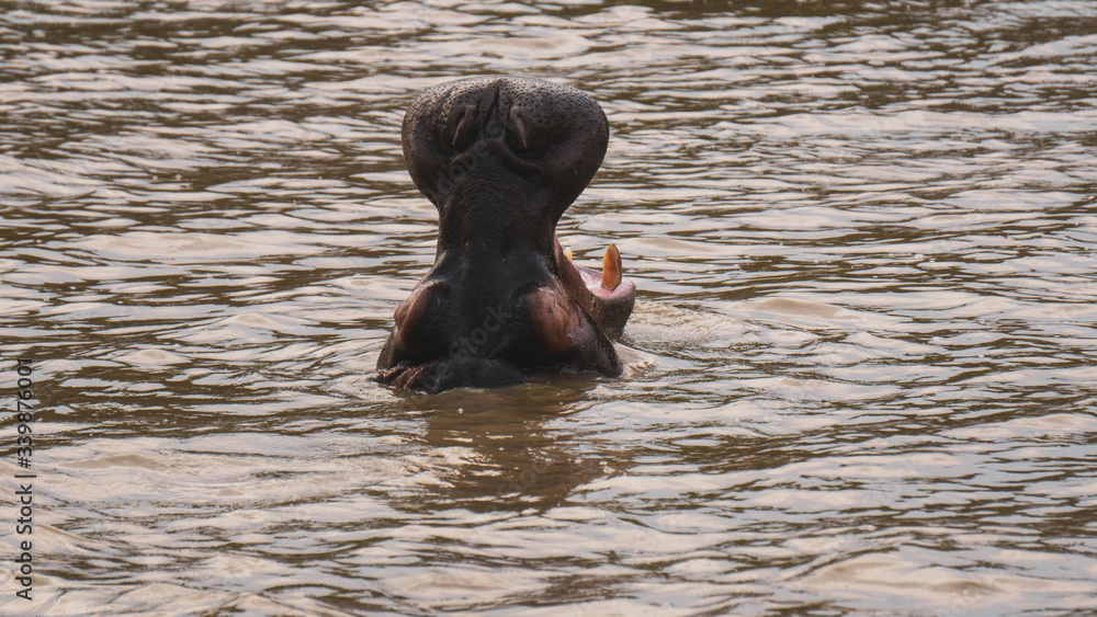 Fototapeta premium hippopotamus in a river in South Africa