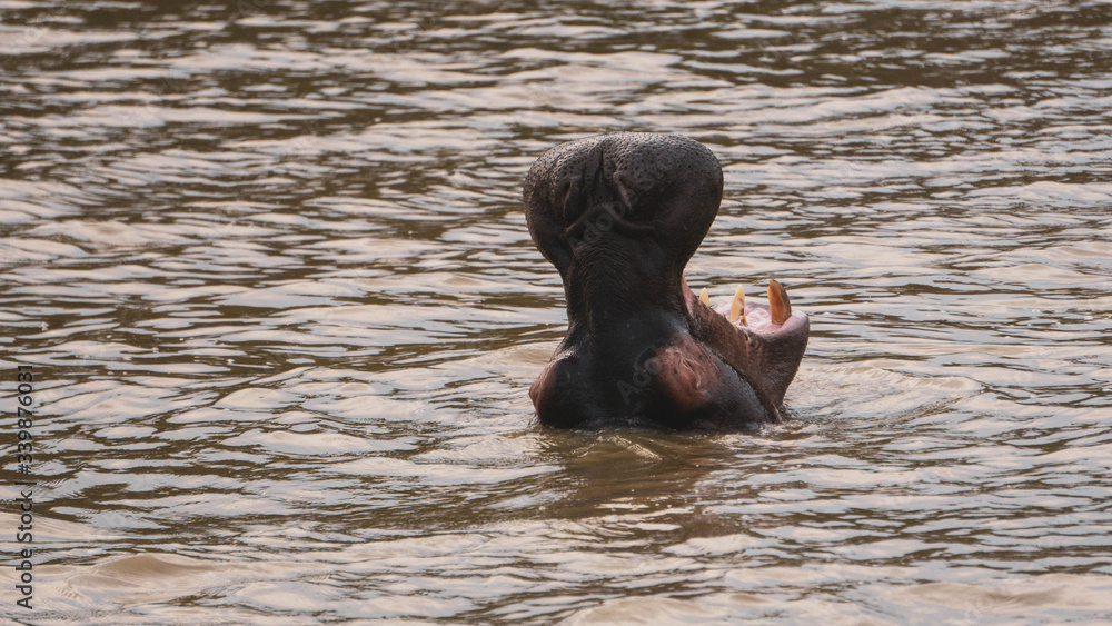 Fototapeta premium hippopotamus in a river in South Africa