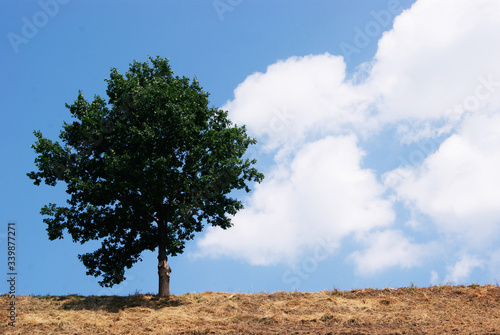 Samotne drzewo na tle nieba