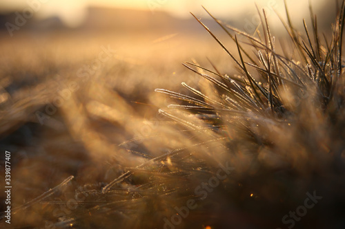 Oszronione źdźbła trawy na tle wschodzącego słońca