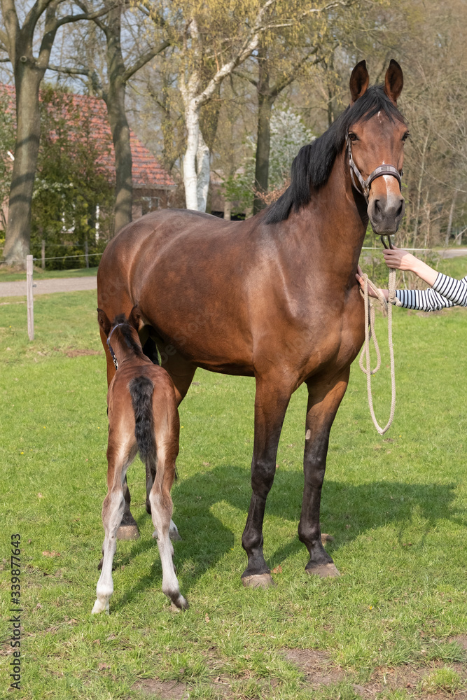 Little just born brown horse standing next to the mother, drink milk, during the day with a countryside landscape Little just born brown horse standing next to the mother, drink milk, during the day with a countryside landscape