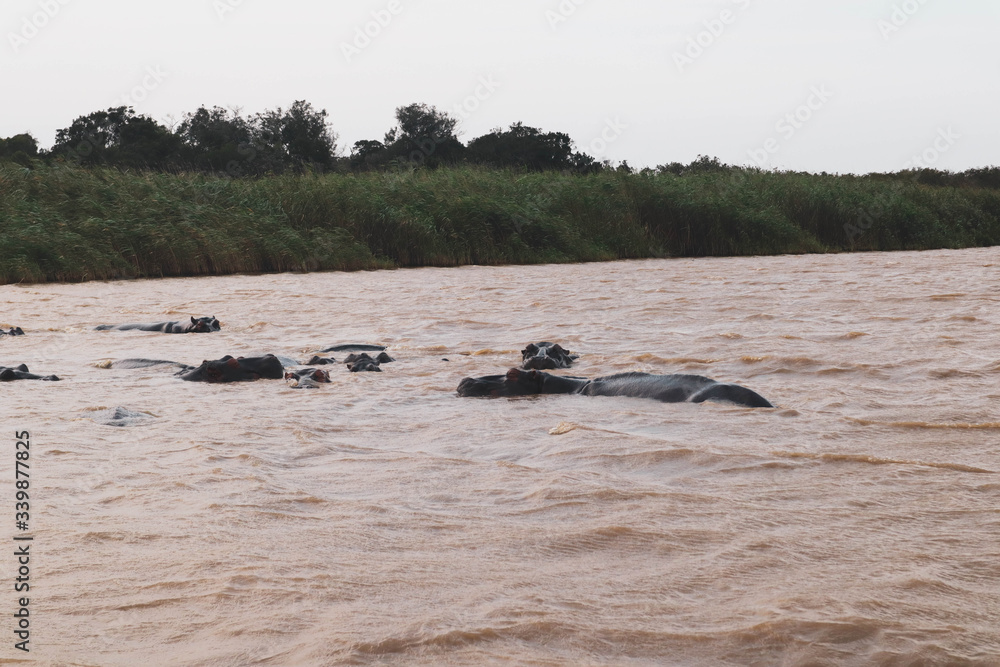 Fototapeta premium hippos in the water