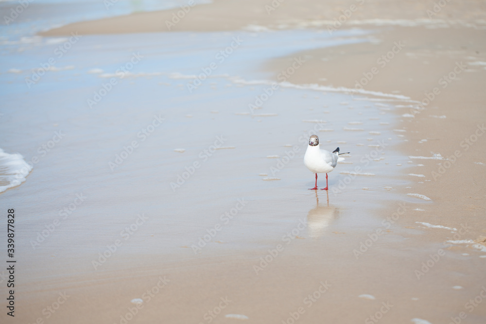 seagull standing on the shore of the sea - on the beach