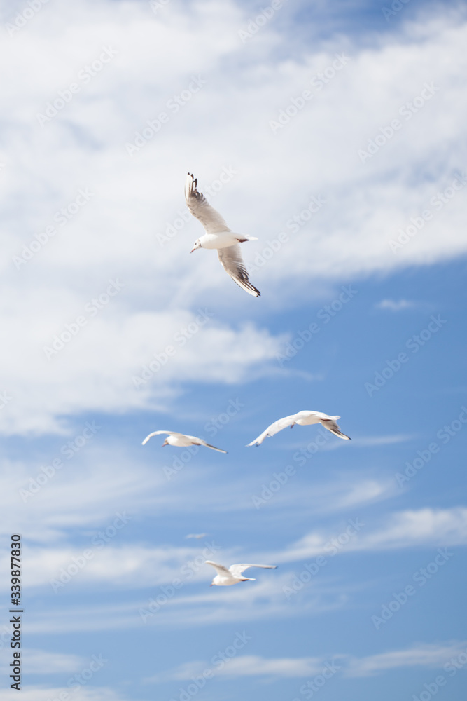 soaring seagull because of the blue and white sky soaring seagull because of the blue and white sky