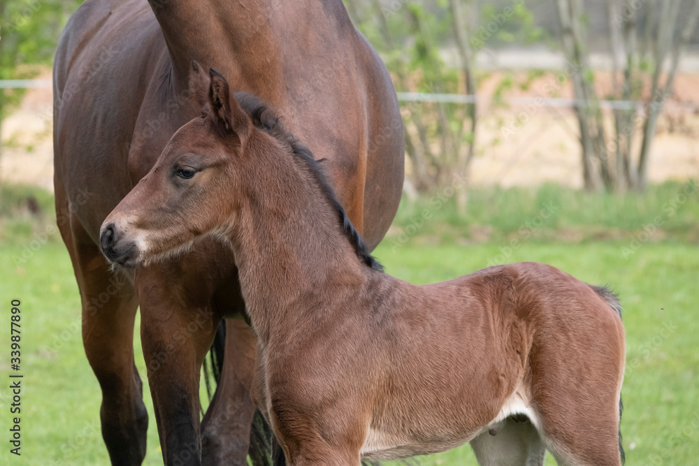 Close-up of a little just born brown horse standing next to the mother, during the day with a countryside landscape Close-up of a little just born brown horse standing next to the mother, during the day with a countryside landscape