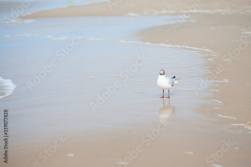 Obraz na płótnie seagull standing on the shore of the sea - on the beach w salonie