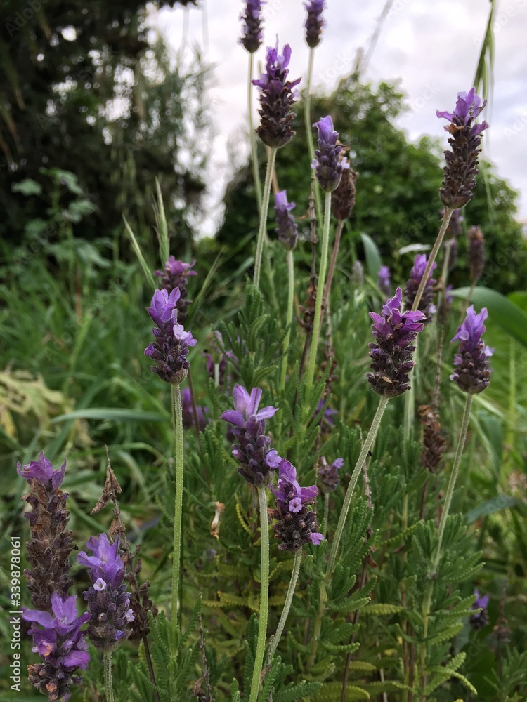 Obraz premium lavender flowers in the garden