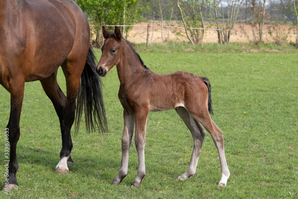 Little just born brown horse standing next to the mother, during the day with a countryside landscape