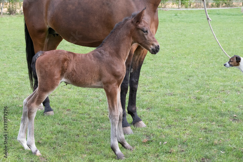 Close-up of a little just born brown horse standing next to the mother, during the day with a countryside landscape © Dasya - Dasya