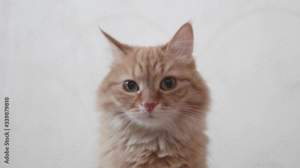 Cute ginger cat looks attentively in camera. Fluffy pet on white background. Cute ginger cat looks attentively in camera. Fluffy pet on white background.