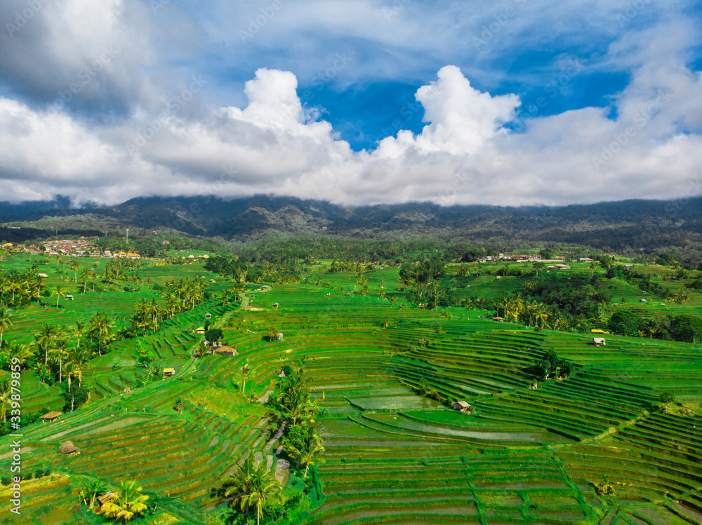Fototapeta premium Tourist destination-Bali. Rice terraces and tropical forest in Bali. Aerial view of the Jatiluwih rice terraces. Photo shooting with a drone.
