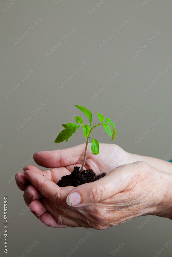 women's hands carefully hold a young sprout with earth and roots women's hands carefully hold a young sprout with earth and roots
