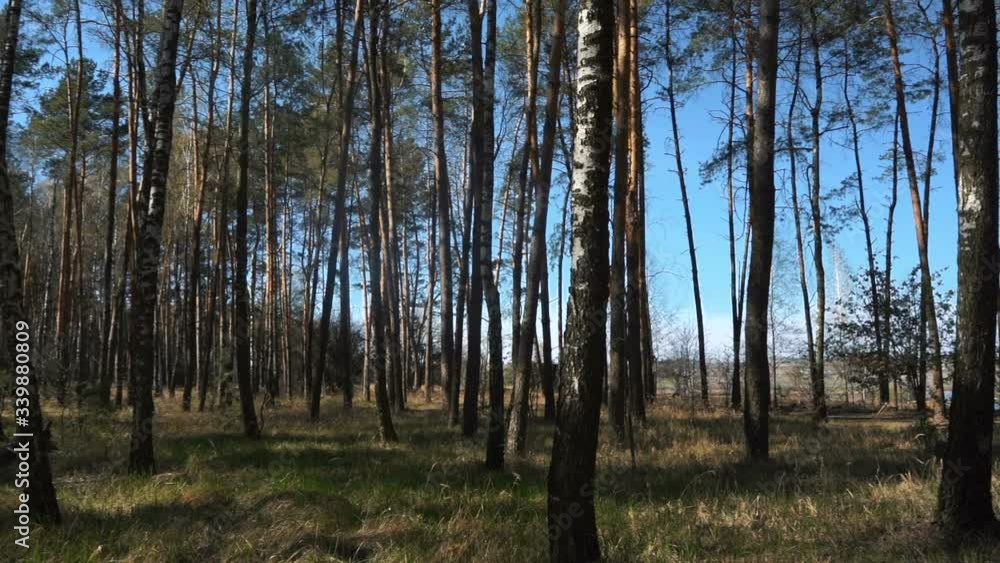 View of the beautiful birch forest in spring View of the beautiful birch forest in spring