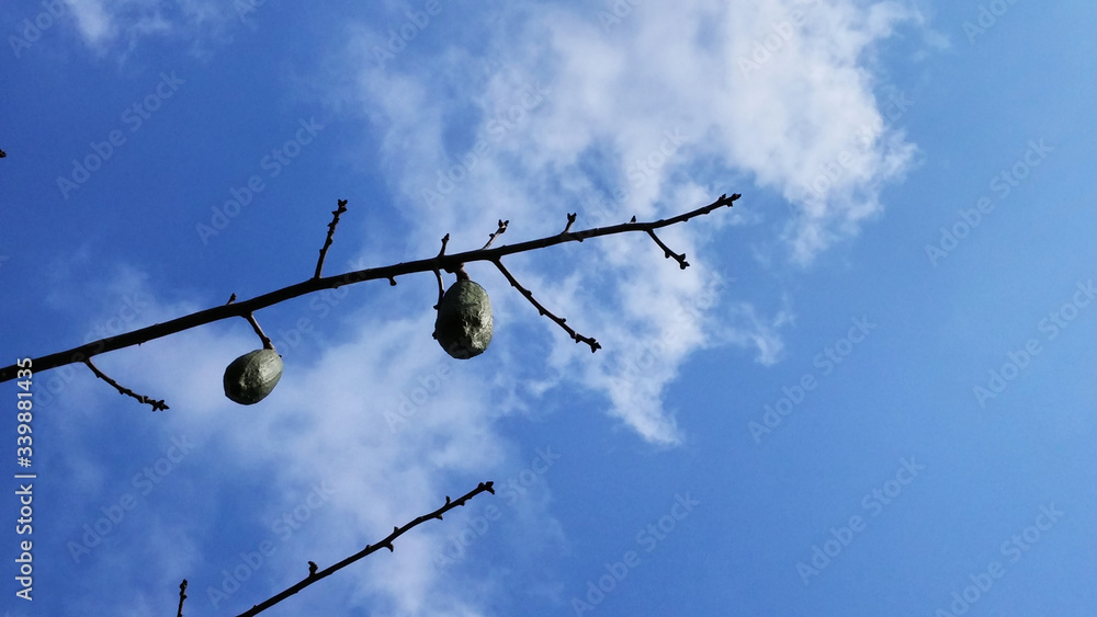Under the blue sky and white clouds kapok tree fruit landscape Under the blue sky and white clouds kapok tree fruit landscape