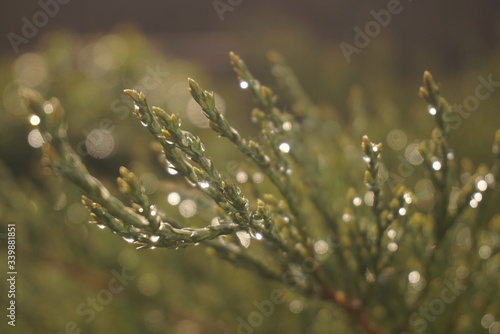 rain drops on coniferous bush close up