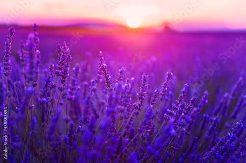 Lavender flowers at sunset in Provence, France. Macro image, selective focus. Beautiful summer landscape