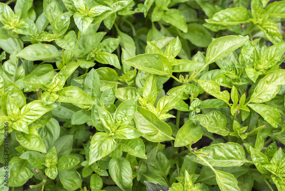 Fresh organic green basil growing in the garden. Top view of plenty fresh green basil plant leaves. Green basilico bushes. Greenery, green garden natural organic food Fresh organic green basil growing in the garden. Top view of plenty fresh green basil plant leaves. Green basilico bushes. Greenery, green garden natural organic food