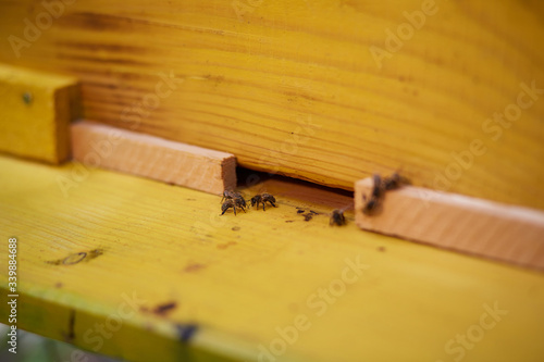 bees near the hive