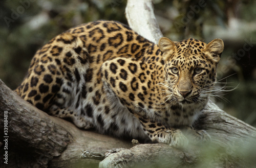 Amur Leopard