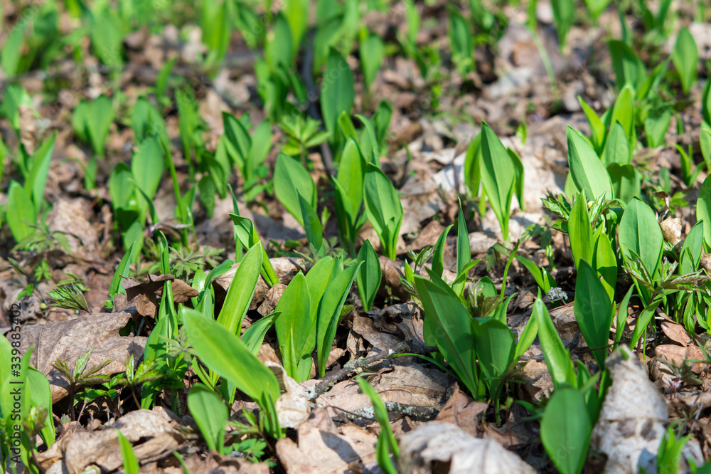 Young green leaves of a Ramsons (Allium ursinum) break through last year's leaves in the forest. Young green leaves of a Ramsons (Allium ursinum) break through last year's leaves in the forest.