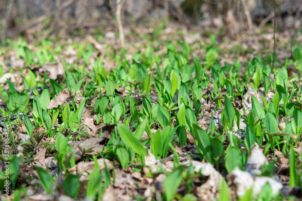 Young green leaves of a Ramsons break through last year's leaves in the forest. Young green leaves of a Ramsons break through last year's leaves in the forest.