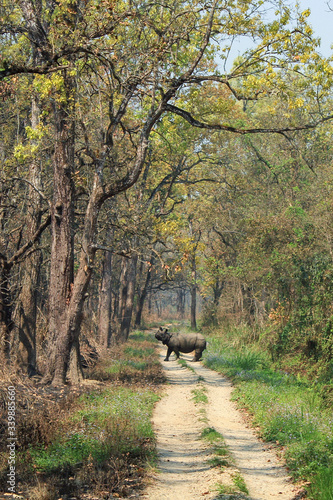 indian rhino in the chitwan national park photo