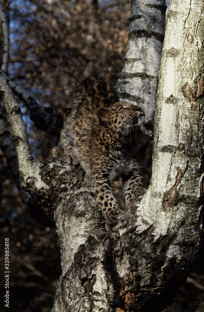 Fototapeta premium Amur Leopard