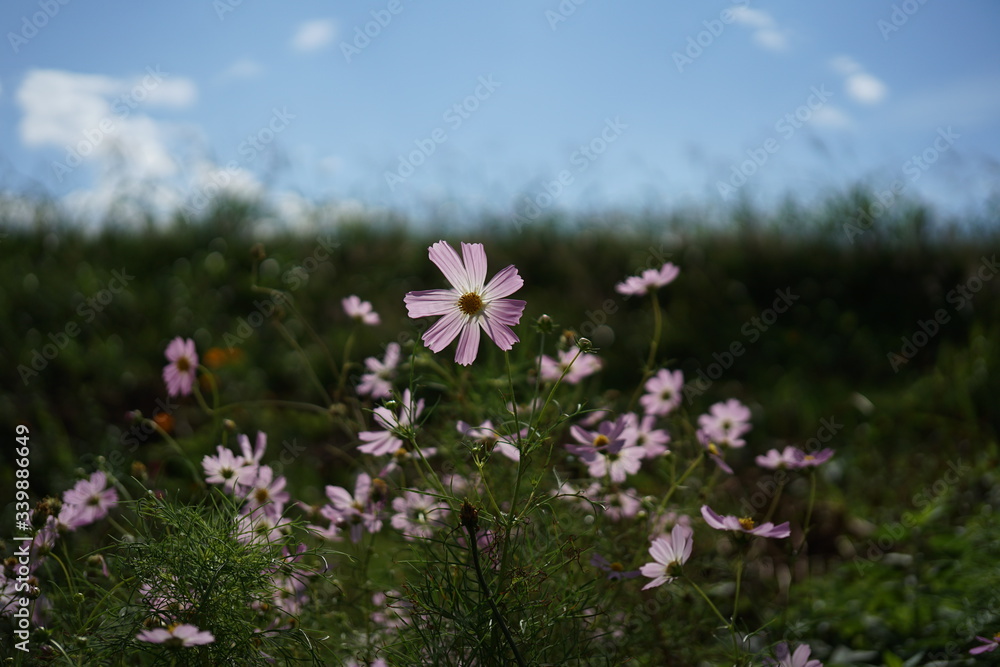 自然、花、空、コスモス、ピンク色