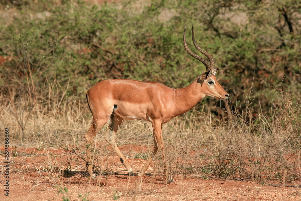 impala antelope in kruger national park impala antelope in kruger national park