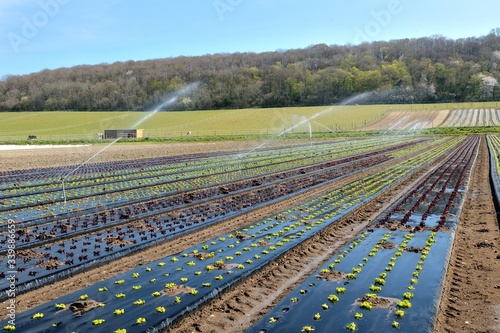 Maraichage, irrigation de salades