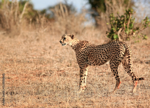 cheetah in serengeti national park