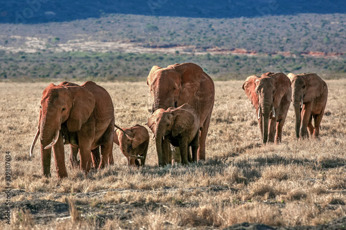 Photography herd of elephants