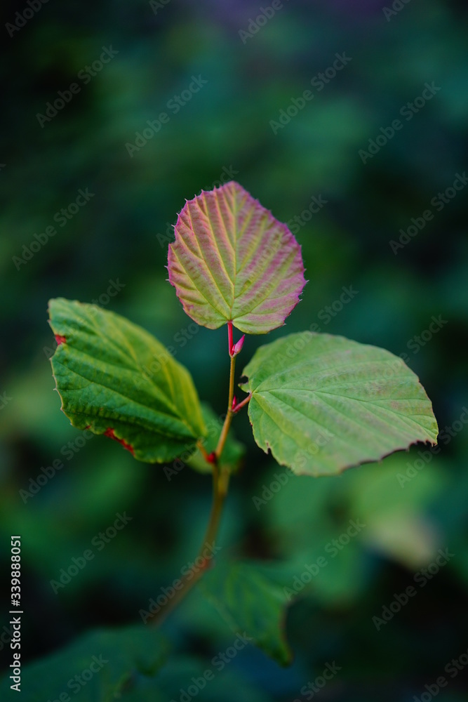 葉,緑, 植え 葉,緑, 植え