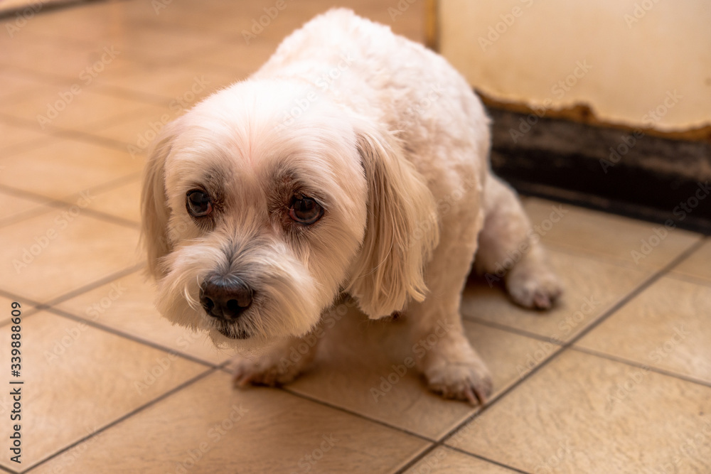 犬の動作 怯える Stock Photo Adobe Stock
