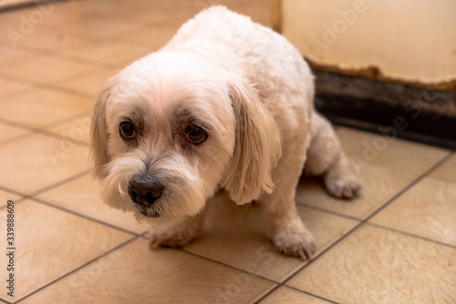 犬の動作　怯える