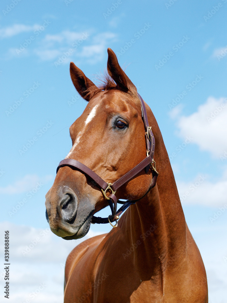 Photography Horse Head Shot
