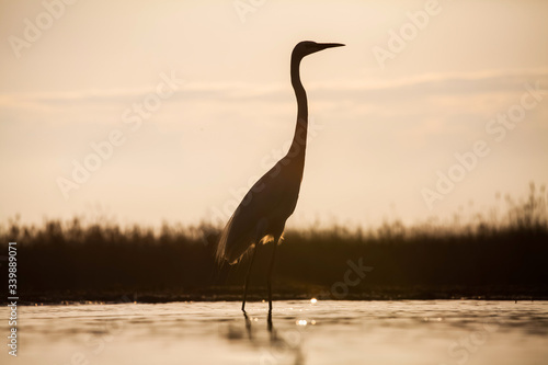 Egret on the lake © erika8213