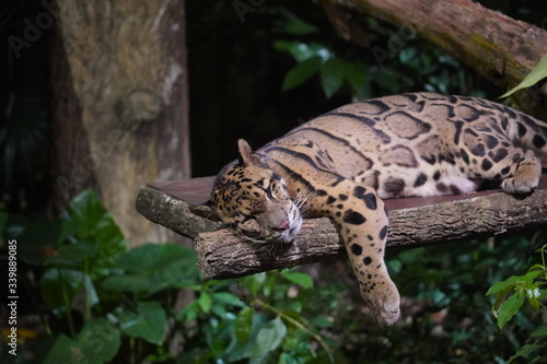 Cheetah sleeping © Phillip