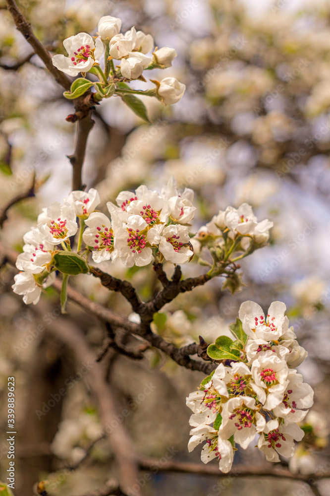 Obraz premium Blooming apple spring garden. Delicate flowers of the apple tree