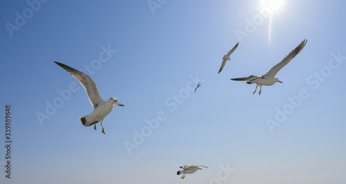 Flying seagulls over blue sky. © Vladimir Arndt