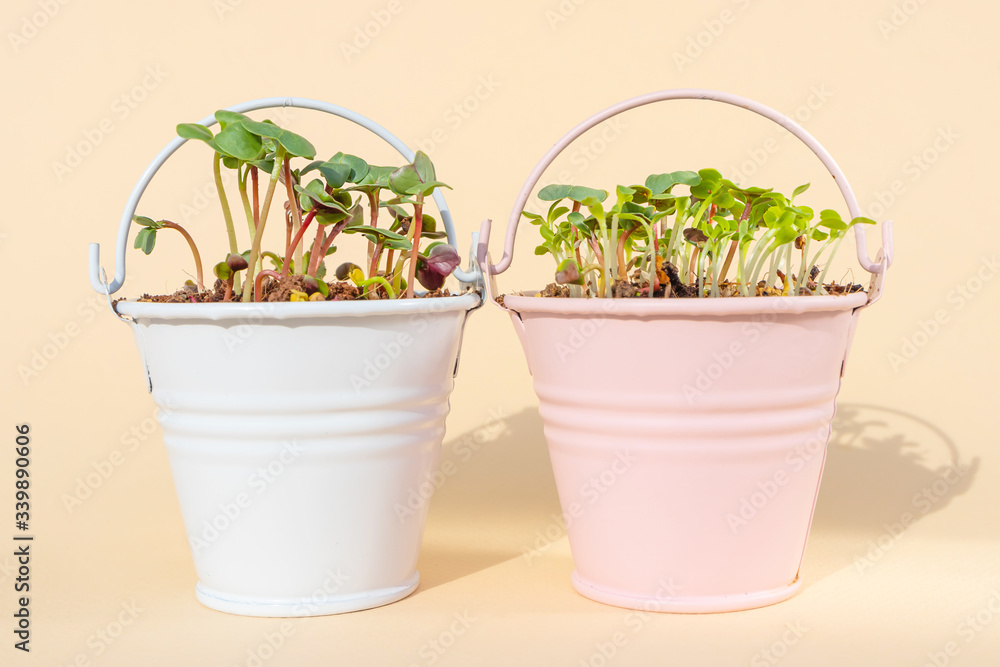 Microgreen sprouting close-up. Greens in decorative small buckets. Germination of seeds at home. Detailed macro photo. Vegan and healthy eating concept. Growing sprouts, superfood. Microgreen sprouting close-up. Greens in decorative small buckets. Germination of seeds at home. Detailed macro photo. Vegan and healthy eating concept. Growing sprouts, superfood.