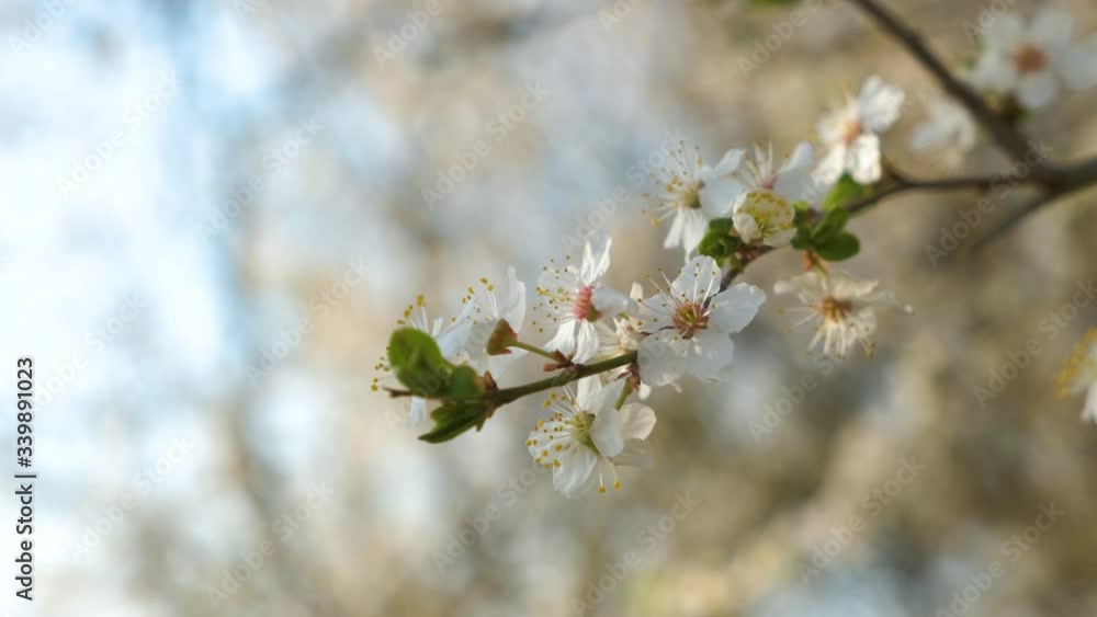 Close up of fresh white blooming flowers on a tree branches in early spring.
Close up of fresh white blooming flowers on a tree branches in early spring.