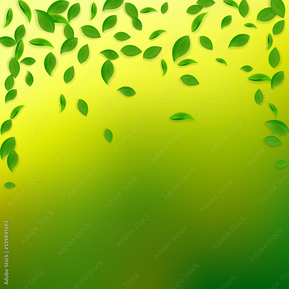 Falling green leaves. Fresh tea chaotic leaves fly Falling green leaves. Fresh tea chaotic leaves fly