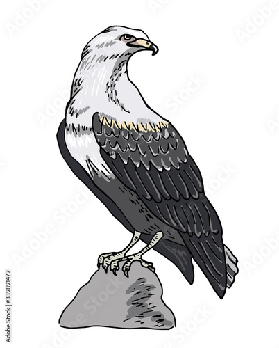 Eagle, sitting on the stone. Predatory bird, hand drawn. Vector illustration, isolated on white.