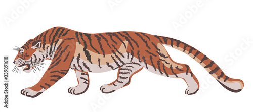 Walking tiger. Vector illustration  isolated on white.