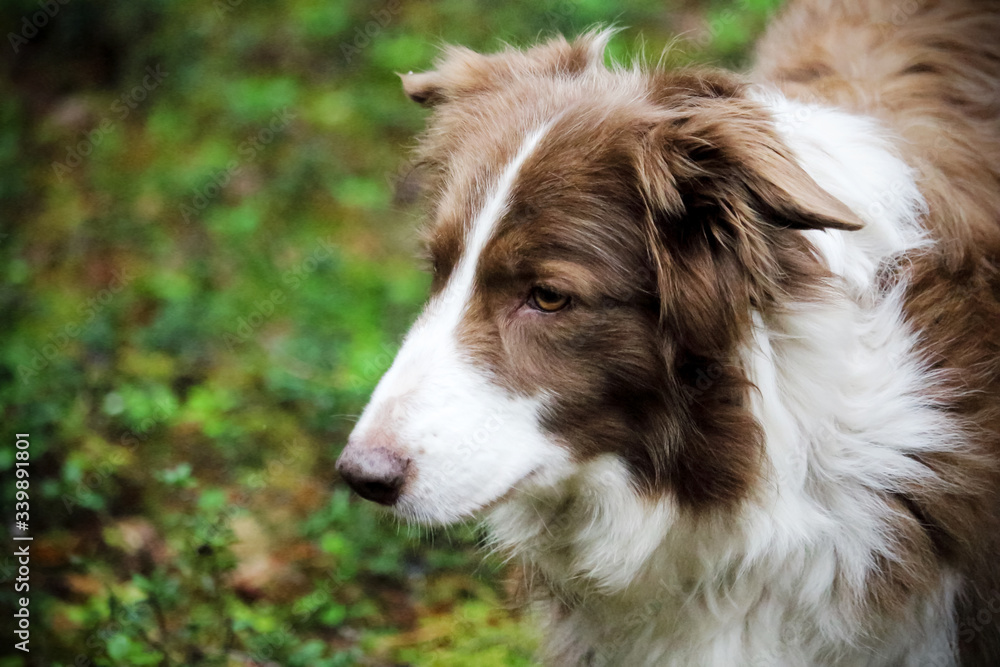 Fototapeta premium Brown and white dog in forest with green grass