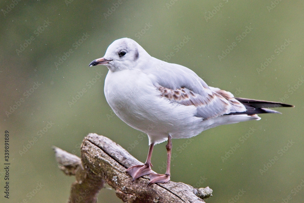 Obraz premium Black-headed Gull (Larus ridibundus), first winter plumage, near Jedburgh, Scotland, UK.