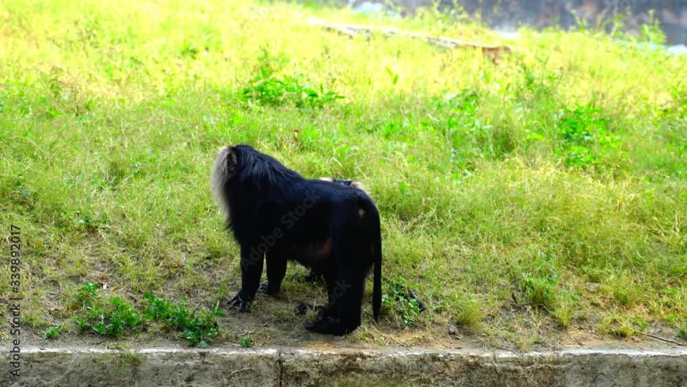 The National Zoological Park is a 176-acre zoo in New Delhi, India. The National Zoological Park is a 176-acre zoo in New Delhi, India.