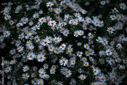 Foto Campo fiorito di margherite